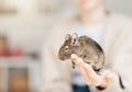 Young girl playing with small animal degu squirrel Royalty Free Stock Photo