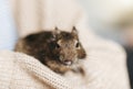 Young girl playing with small animal degu squirrel Royalty Free Stock Photo