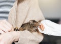 Young girl playing with small animal degu squirrel Royalty Free Stock Photo