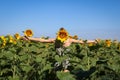 Young girl playing in a sunflowers field with arms wide open Royalty Free Stock Photo