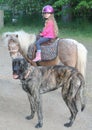 Young girl on pony with giant Mastiff dog Royalty Free Stock Photo