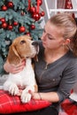 Young girl and pretty beagle dog looking to each other near New Year tree