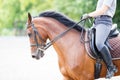 Young girl riding horse on equestrian training Royalty Free Stock Photo