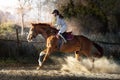 Young girl riding a horse Royalty Free Stock Photo