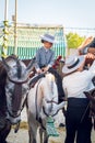 Young girl riding horses and celebrating Seville`s April Fair, Seville Fair Feria de Sevilla. Royalty Free Stock Photo