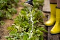 A woman gardener with a watering can is irrigating her lawn and flowers.