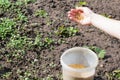 Young girl`s hand full of mustard seeds preparing to sow on the ground in the vegetable garden as a fast growing green manure