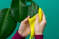 Young girl`s hands are wiping large leaves of ficus plant with wet yellow microfiber piece of material