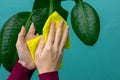 Young girl`s hands are wiping large leaves of ficus plant with wet yellow microfiber piece of material