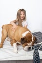 A young girl is sitting on the bed with her dog and is gently stroking him. Child and dog. The English Bulldog is a Royalty Free Stock Photo