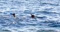 Young girl in a swimming mask and snorkeling swims in the sea in Egypt Dahab South Sinai