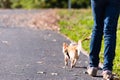 Young girl take the dog for walkies