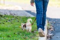 Young girl take the dog for walkies Royalty Free Stock Photo