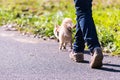 Young girl take the dog for walkies Royalty Free Stock Photo