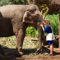 Young girl takes care of an elephant in a sanctuary in the jungle of Chiang Mai