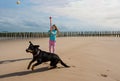 young girl throwing a tennis ball to her dog on the sunny beach Royalty Free Stock Photo