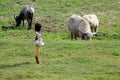 Young girl to herd buffalo and oxen at the early morning