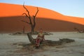 Young girl tourist backpacker in the Dorob National Park part of Dead Vlei in the southern part of the Namib Desert, in the Namib-