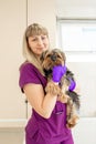 Young girl vet in the clinic hold in hands a happy dog breed Yorkshire terrier after exam Royalty Free Stock Photo