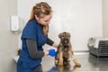 Young girl veterinarian doctor exam happy puppy
