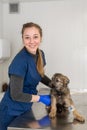 Young girl veterinarian doctor exam happy puppy