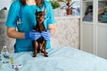 a young girl veterinarian with a small dog toy Terrier on the table to examine the animal