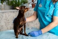 a young girl veterinarian with a small dog toy Terrier on the table to examine the animal