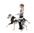 Young girl walking his dog (Great dane 4 years) ha Royalty Free Stock Photo