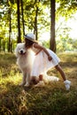 Young girl walking, playing with dog in park at sunset. Royalty Free Stock Photo