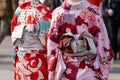 Young girl wearing Japanese kimono standing in front of Sensoji Temple in Tokyo, Japan. Royalty Free Stock Photo