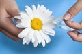 Young girl with a white daisy tearing petals off Royalty Free Stock Photo