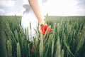 A Young Girl In White Dress With The Red Rose In Hands Standing On The Wheat Field. Royalty Free Stock Photo