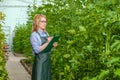 A young girl works in a greenhouse. Industrial cultivation of vegetables.