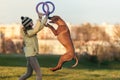 Young girl in yellow coat playing with the jumping dog ridgeback and pullers in autumn time Royalty Free Stock Photo