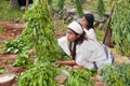 Young girls in a Mayan Village