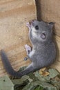 Young glis glis Royalty Free Stock Photo