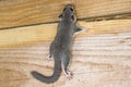 Young glis glis Royalty Free Stock Photo