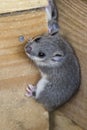 Young glis glis Royalty Free Stock Photo