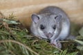 Young glis glis Royalty Free Stock Photo