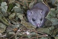 Young glis glis Royalty Free Stock Photo