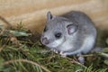Young glis glis in his nest Royalty Free Stock Photo