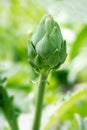 Young globe artichoke maturing in a field