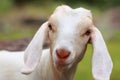 Young Goat Royalty Free Stock Photo
