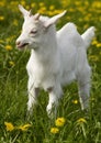 Young goat Royalty Free Stock Photo