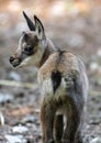 Young Goat-antelope Chamois Royalty Free Stock Photo