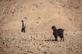 Young goat in Atlas Mountains, Morocco Royalty Free Stock Photo