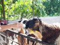 Young goat behind fence waiting for feeding with selective focus. Royalty Free Stock Photo