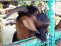 Young goat behind fence waiting for feeding, selective focus. Royalty Free Stock Photo