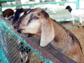 Young goat behind fence waiting for feeding. Royalty Free Stock Photo