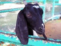 Young goat behind fence waiting for feeding. Royalty Free Stock Photo